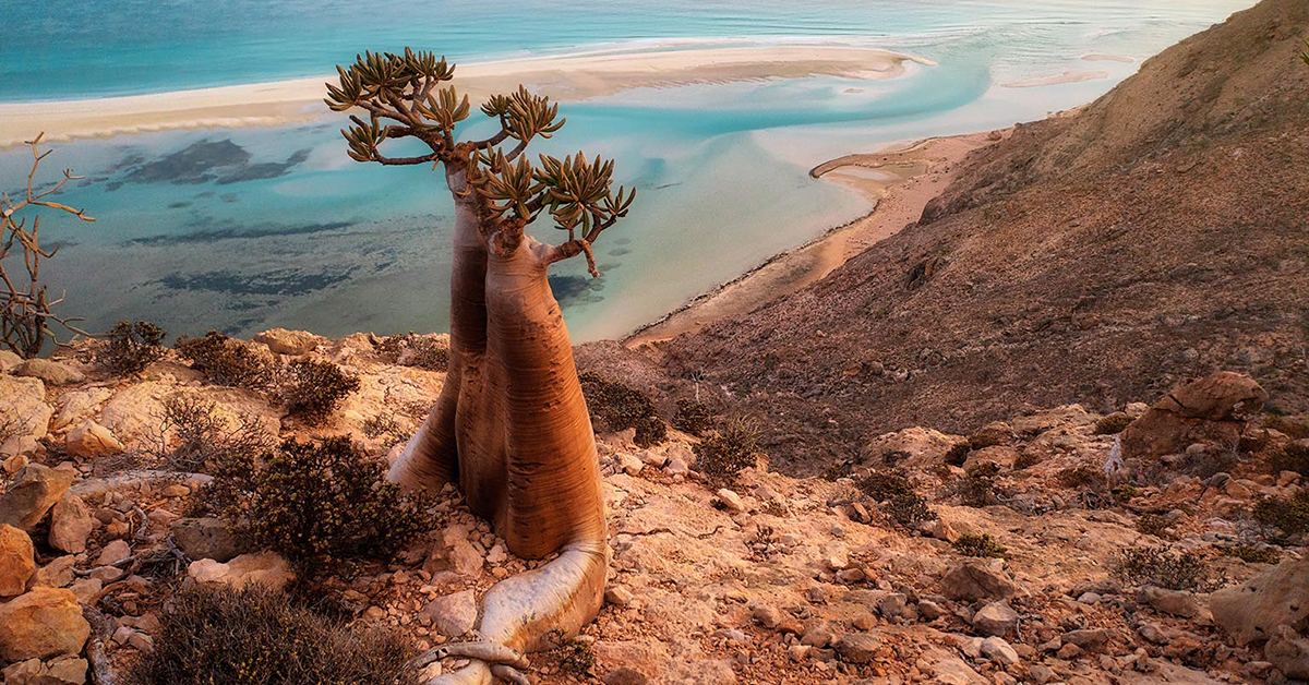 Socotra Island 